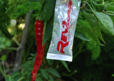 Look what New Zealand's Ayelet Fleming found in her garden :) That's great!