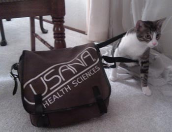 Blog_USANA_Cat_Handbag