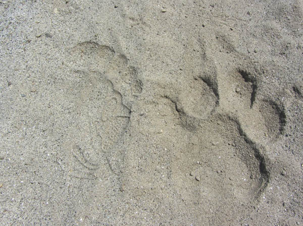 Tiger print, right, compared to mine, left. Missed tiger by a couple of hours at Chitiwan Park