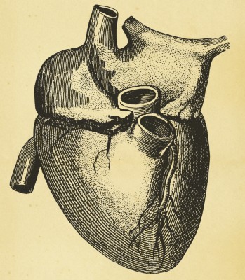 heart illustration