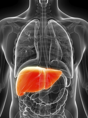 Detoxification - Liver Health