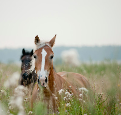 Veterinary Supplements