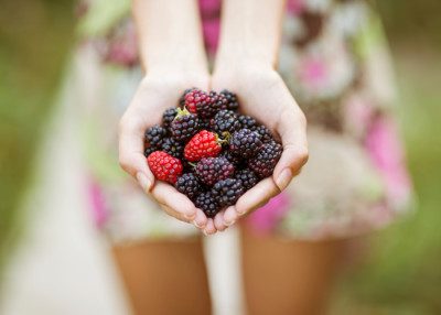 Picking Blackberries