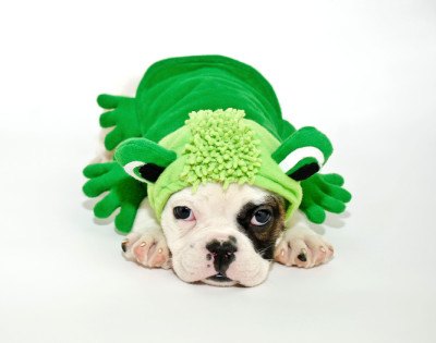 Bulldog Puppy in a Frog Outfit.