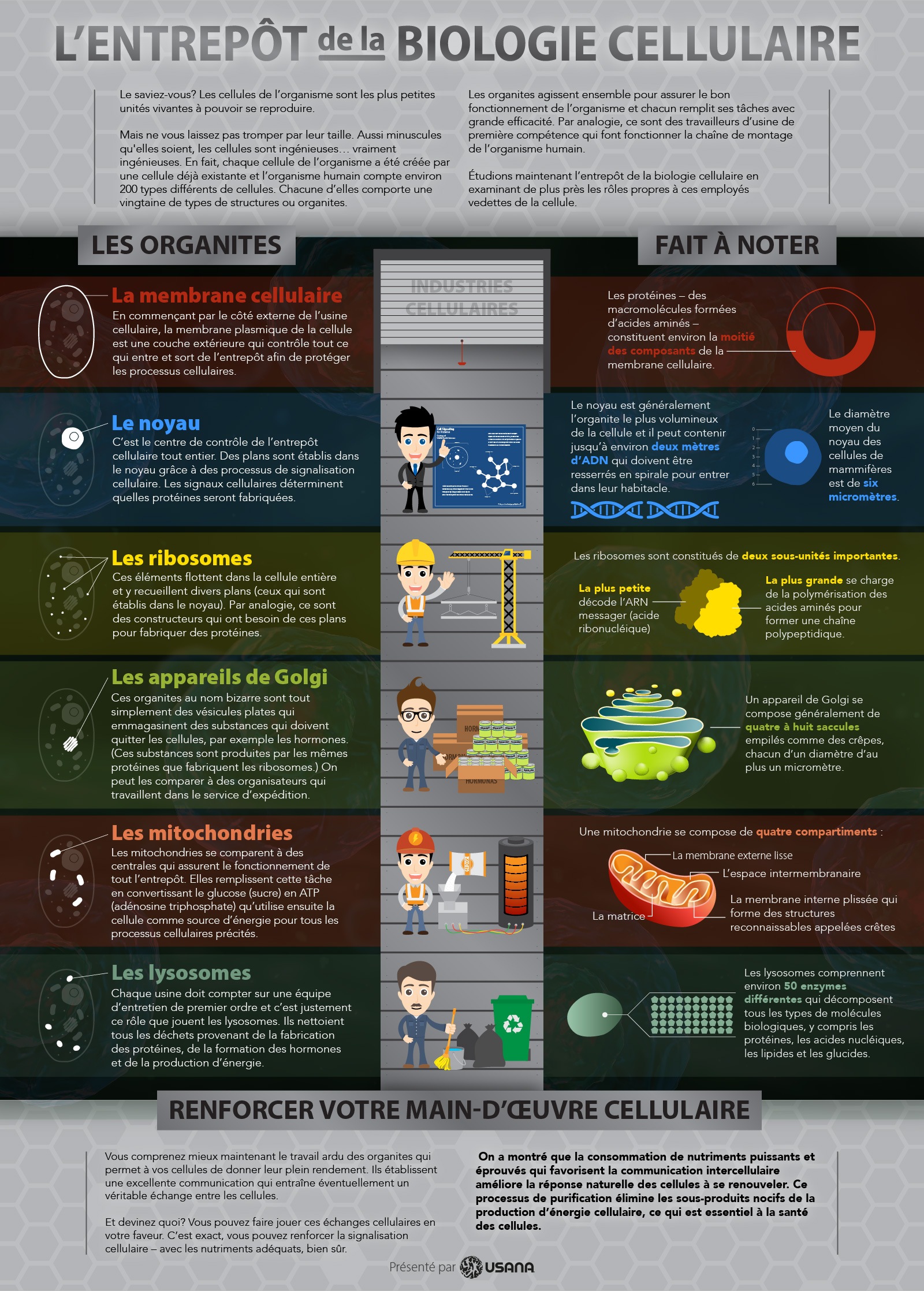 The Warehouse of Cellular Biology - Infographic (French)