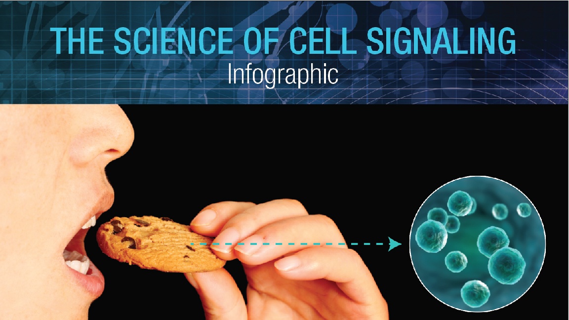 Cell Signaling Infographic Featured