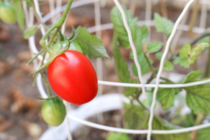 Tomato Plant for Salsa Garden