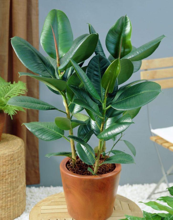 Indoor Plants Reduce Stress What's Up, USANA?