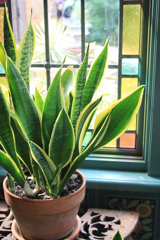 Indoor Plants Reduce Stress - What's Up, USANA?