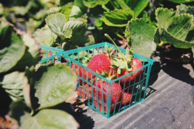 Farmers Market 