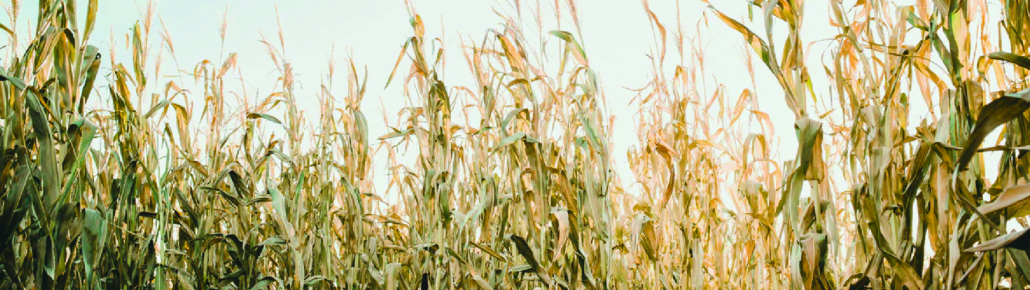 Family Fall Activities Bucket List Corn Maze