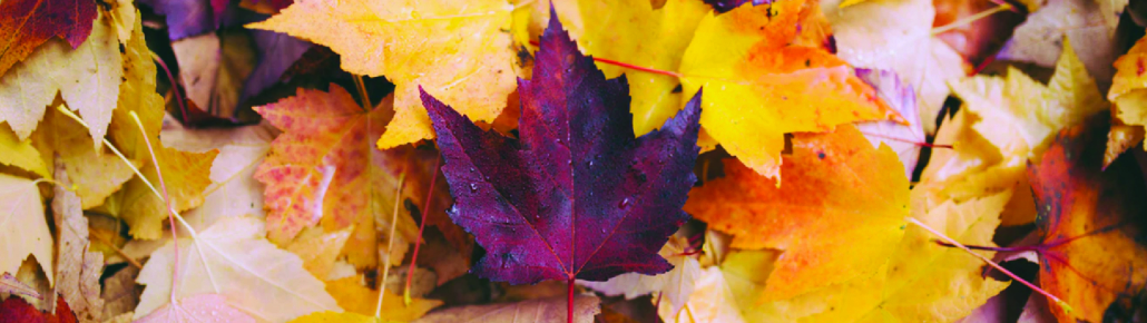 Family Fall Activities Bucket List Autumn Leaves
