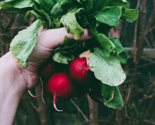 healthy garden